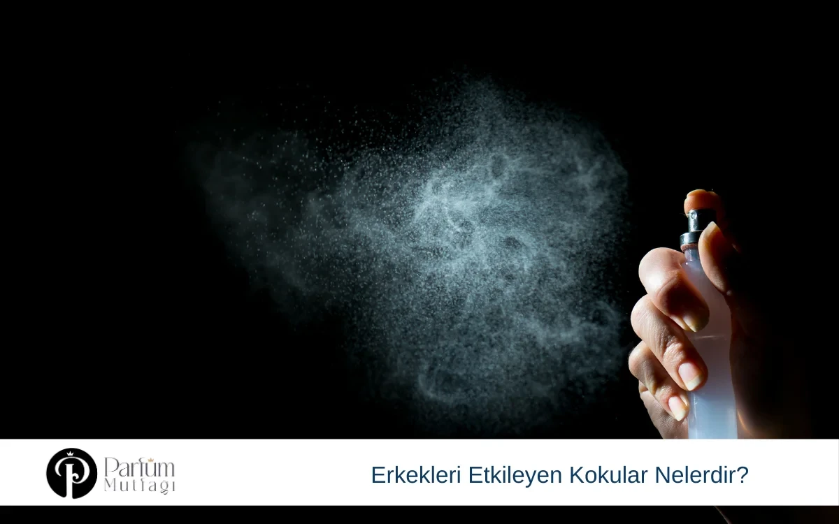Erkekleri Etkileyen Kokular Nelerdir?