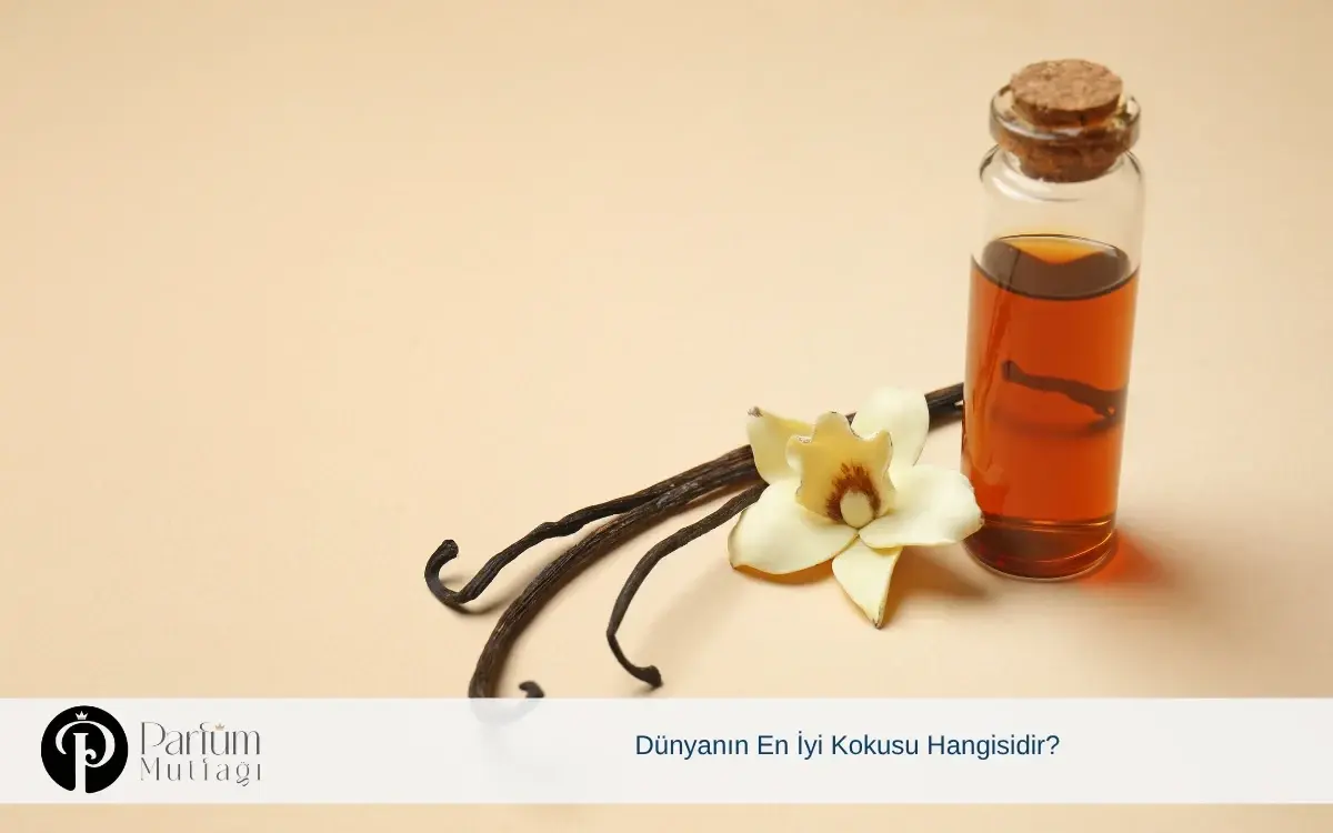 Dünyanın En İyi Kokusu Hangisidir?